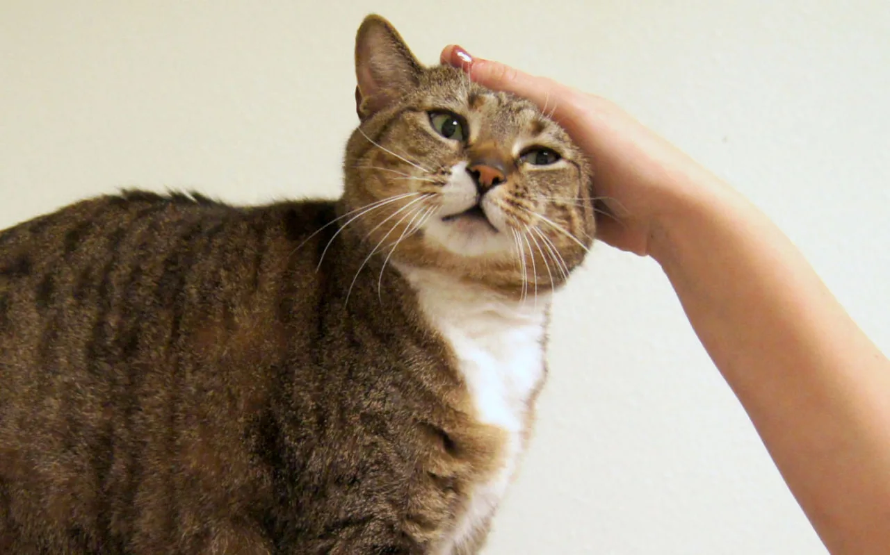 cat.jpg