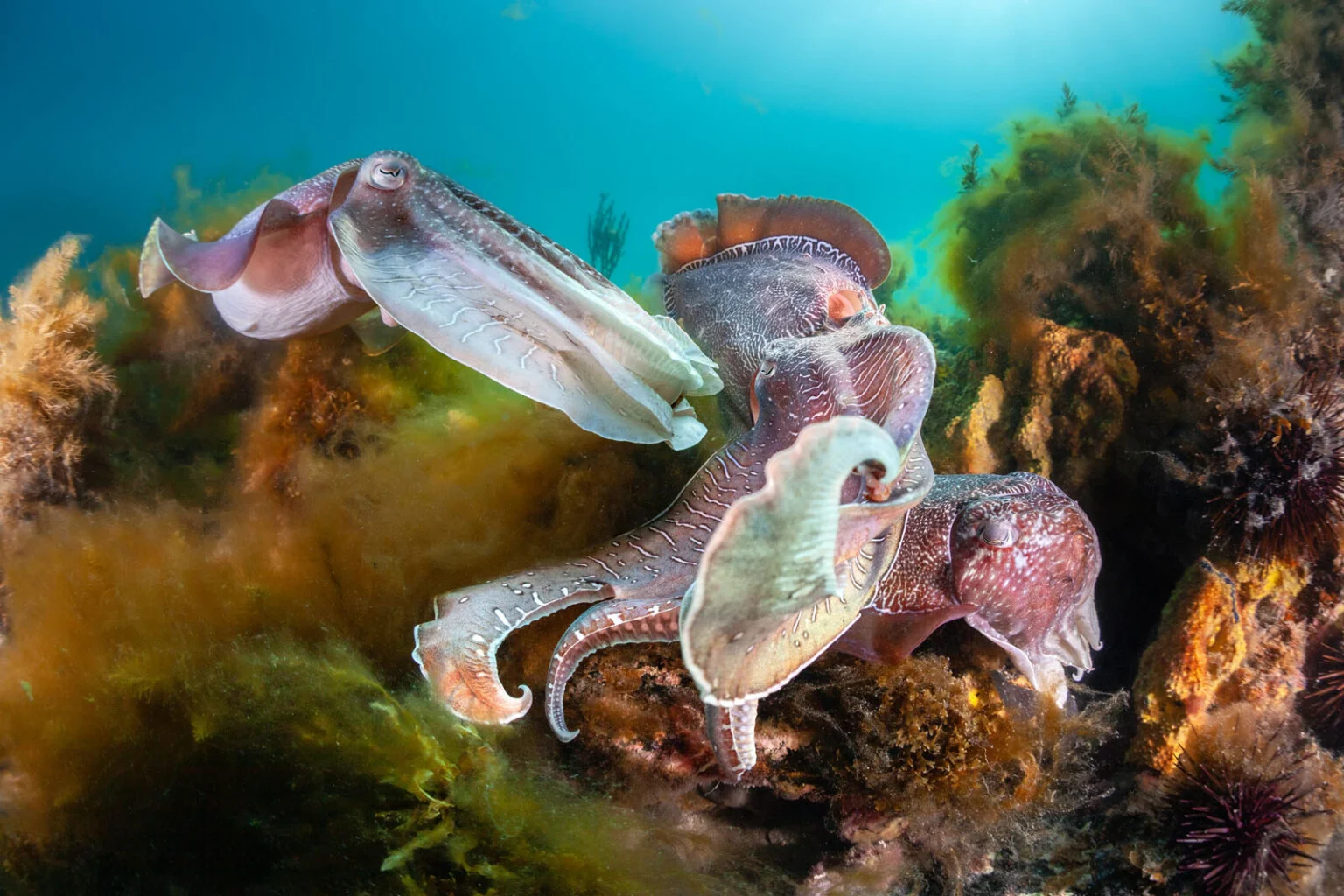 03-Giant-Cuttlefish-in-Breeding-Battle-1536x1024-1