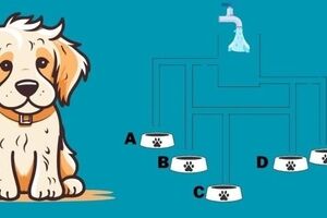 تست هوش/ به این سگ تشنه کمک کنید و بگویید کدام کاسه آب ابتدا پر می شود؟