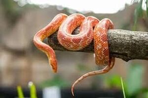 چگونه بعضی از مارها یک سال غذا نمی‌خورند؟ 