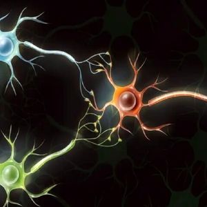 دانشمندان از سلول‌های مغز انسان رایانه‌ می‌سازند