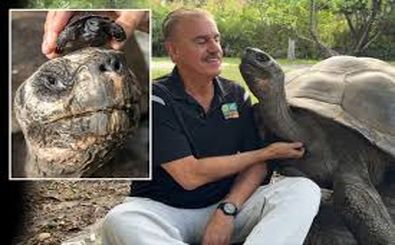 کهن‌سال‌ترین لاک‌پشت جهان صاحب فرزند شد