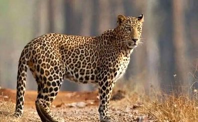 دلیل وجود خال‌ ها و خطوط روی بدن حیوانات چیست؟