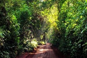 فرار جنگل‌های برزیل از گرما