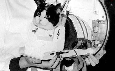 داستان اولین «گربۀ فضانورد» جهان 
