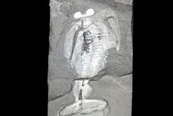 معمای جانور «سِپَردار» 500 میلیون‌ساله بالاخره حل شد