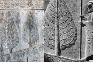 چرا اجداد ما ایرانیان به درخت سرو بسیار بها می‌دادند؟