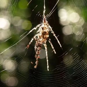 این عنکبوت‌ نسخه‌ جعلی خودش را می‌بافد