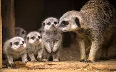 10 جانور «ماده» که خونخوارتر و کشنده‌تر از «نرها» هستند