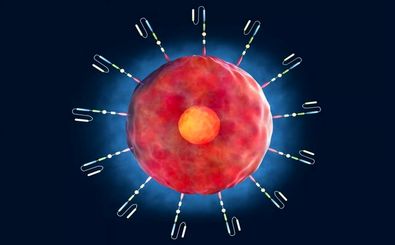 اکسیر جوانی در بدن انسان کشف شد
