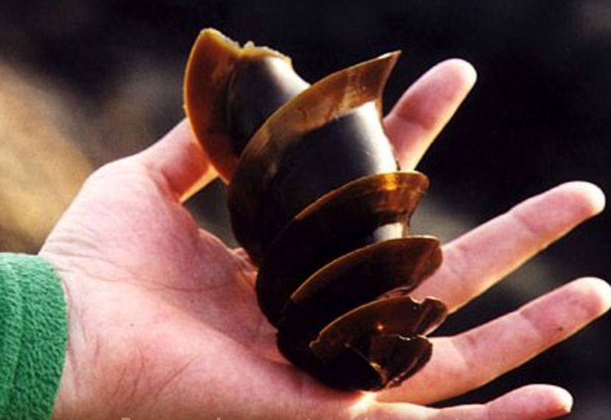 تخم کوسه تا به حالا دیده بودید؟/ ویدئو 