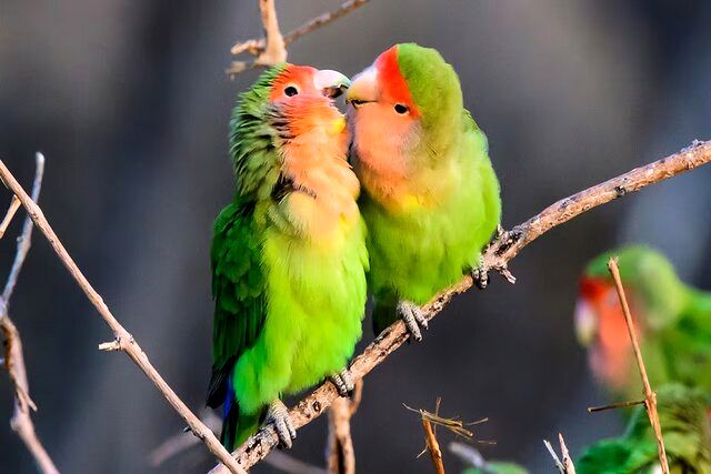 عجیب‌ترین آیین‌های عاشقی در قلمرو حیوانات