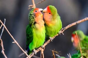 عجیب‌ترین آیین‌های عاشقی در قلمرو حیوانات