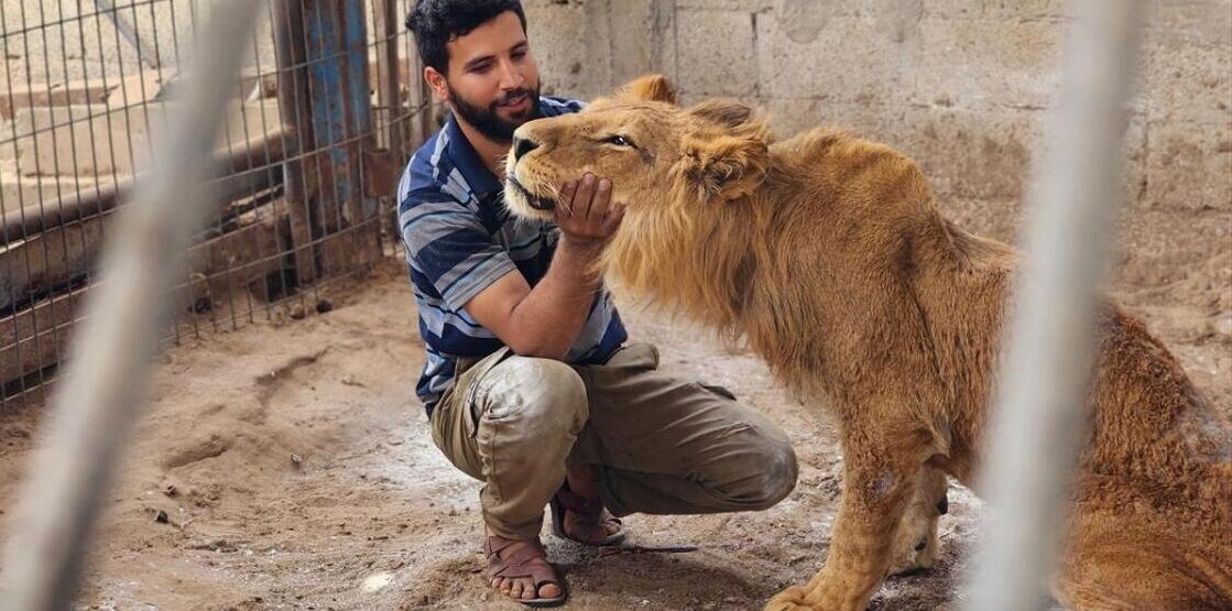 گرسنگی حیوانات باغ وحش شهر جنگ‌زده غزه/ ویدئو