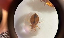 ساس‌ها از آب می‌ترسند