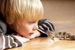 «مارمولک‌های شهری» ارتباطات اجتماعی قوی‌تری نسبت به مارمولک‌های روستایی دارند