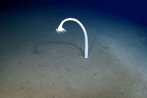 موجودات عجیبی که به تازگی در اعماق اقیانوس دیده شده‌اند 