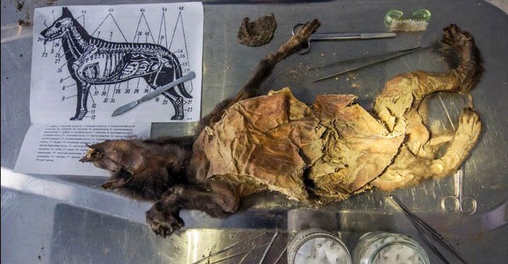 کشف شواهدی از «سگ‌خواری» در اروپای 2500 سال قبل