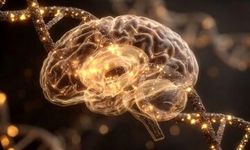 دانشمندان راهی برای بازگرداندن حافظه در افراد مسن پیدا کرده‌اند 