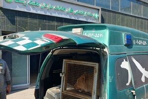 تحویل توله شیر معروف به سازمان حفاظت محیط زیست