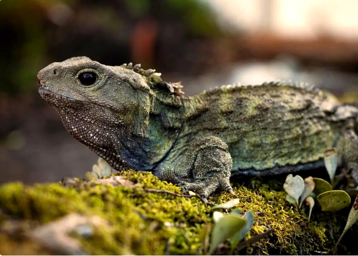 خزنده مشهوریی که زمان ناصرالدین‌شاه به دنیا آمده، پدر شد