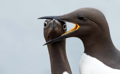 شاهکارهای عکاسی «طنزآمیز» از حیوانات در سال 2025 