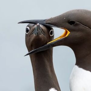 شاهکارهای عکاسی «طنزآمیز» از حیوانات در سال 2025 