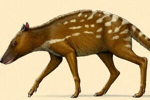 این جانور چگونه به «نهنگ» تبدیل شد؟