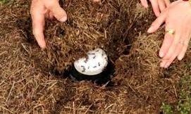 محققان با استفاده از یک روش سنّتی توانستند «ماست مورچه‌ای» درست کنند 