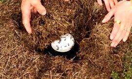 محققان با استفاده از یک روش سنّتی توانستند «ماست مورچه‌ای» درست کنند 