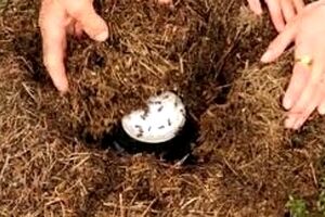 محققان با استفاده از یک روش سنّتی توانستند «ماست مورچه‌ای» درست کنند 
