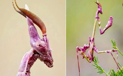 هیولایی صورتی‌رنگ که انگار از یک جهان دیگر آمده است 