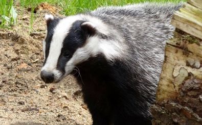 «گنج گورستان 900 ساله» که توسط یک «گورکن» کشف شد 