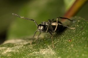 عنکبوت شگفت‌انگیزی که به بچه‌هایش «شیر» می‌دهد