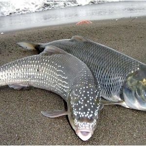 استفاده از فناوری توالی‌یابی در پیش‌بینی ژن‌های ماهی سفید