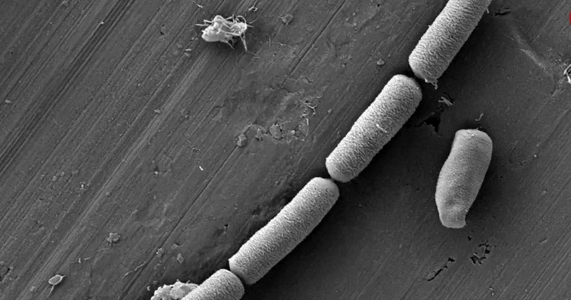 ترکیب شگفت‌انگیز «سیمان و میکروب» که می‌تواند برق را در دیوار ذخیره کند
