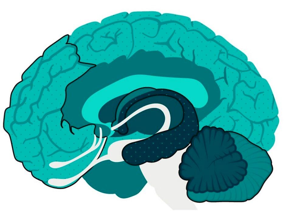 بهترین روش‌های جوان نگهداشتن مغز