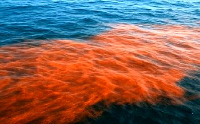 «سیانوباکتری‌های خلیج فارس»؛ بازیگران پنهان چرخه کربن در برابر گرمایش زمین