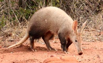 خوک خاکی؛ پسرخاله مورچه خوار/ ویدئو