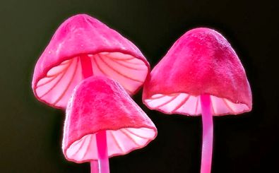 عکس‌هایی که جهان شگفت‌انگیز «قارچ‌ها» را به تصویر می‌کشند