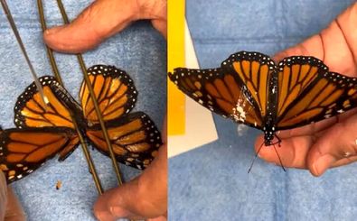 پیوند بال، جان یک پروانه درحال مرگ را نجات داد
