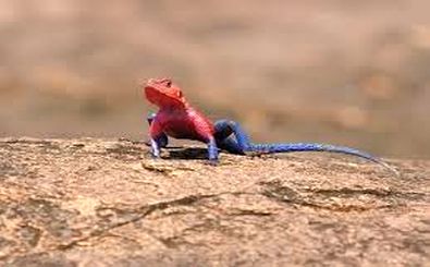 آگامای موآنزا؛ مارمولکی که لباس «مرد عنکبوتی» را بر تن دارد 