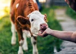 آیا ما «گاوها» را دست کم گرفتیم؟