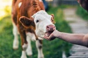 آیا ما «گاوها» را دست کم گرفتیم؟