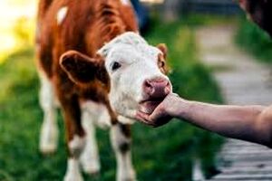 آیا ما «گاوها» را دست کم گرفتیم؟