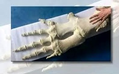 شباهت جالب استخوان باله نهنگ به انگشتان دست انسان 