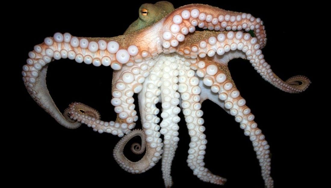 اختاپوس‌ها برای کارهای مختلف از بازوهای متفاوت استفاده می‌کنند 