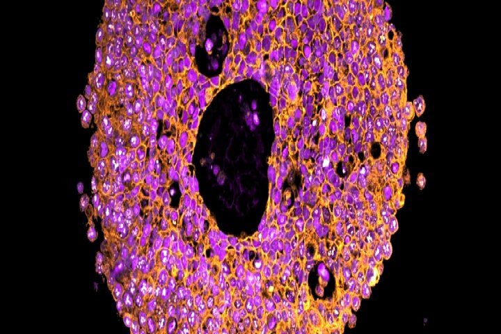 نخستین چاپ سه‌بعدی جفت جنین در آزمایشگاه