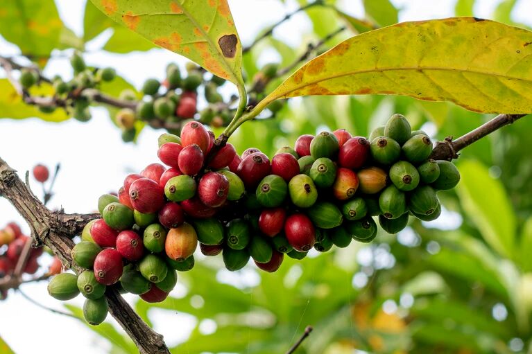 خبری بد برای عاشقان قهوه