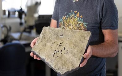 کشف فسیل «مار دروغین»؛ جانوری که احتمالا جدّ بزرگ مارها بوده است 